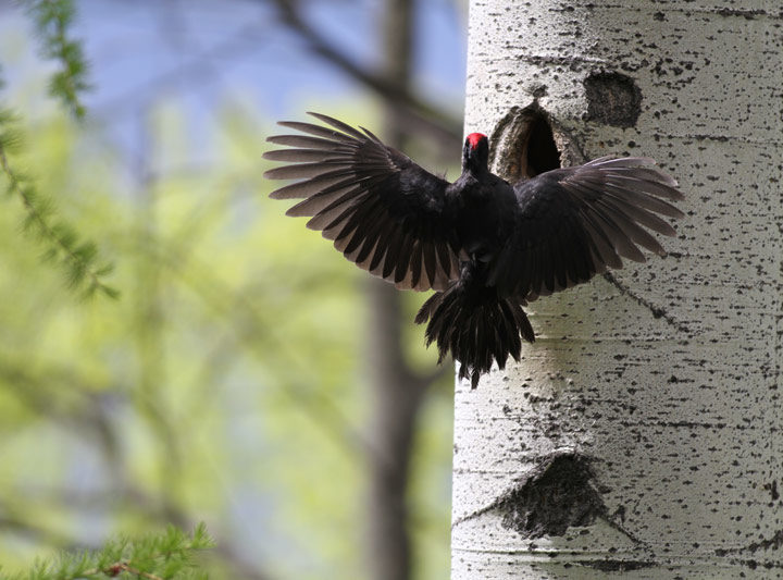 Oiseaux mythiques des Pyrénées