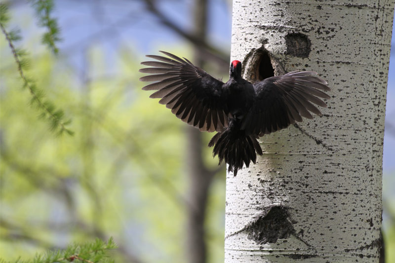 Oiseaux mythiques des Pyrénées