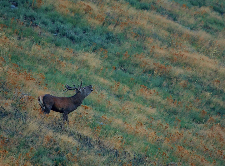 majesté pyrénées