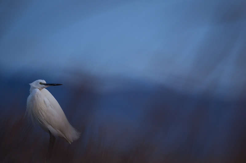 Oiseaux Aquatiques Et Migration Des Grues