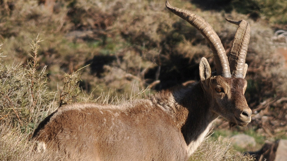 bouquetin pyrénées