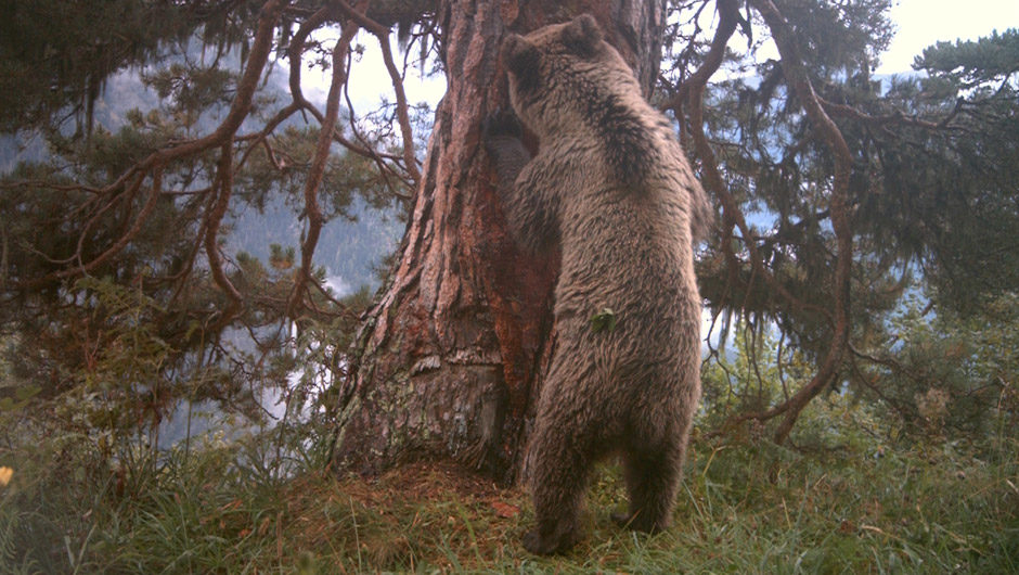 ours pyrénées